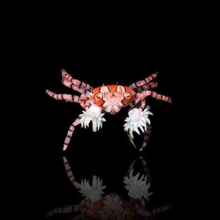 Pom - Pom Crab with Anemone