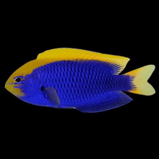Exotic - Starck's Damsel
