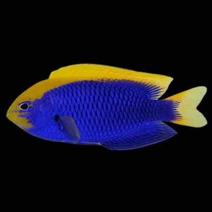 Exotic - Starck's Damsel