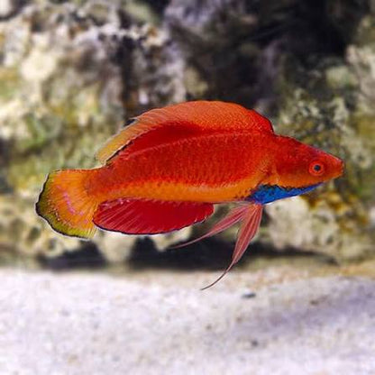 Exotic - Pintail Fairy Wrasse (Male)