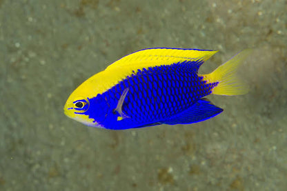 Exotic - Starck's Damsel