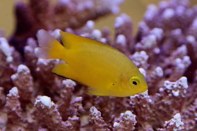 Lemon Damselfish