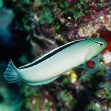 Smith's Blenny