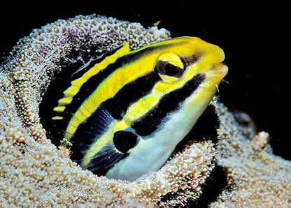 Grammistes Blenny