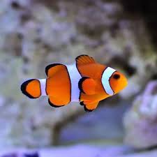 Wild Orange Ocellaris Clownfish (Nemo)