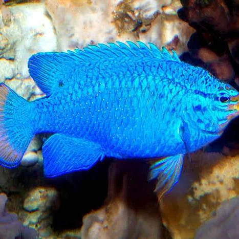 Blue Devil Damsel