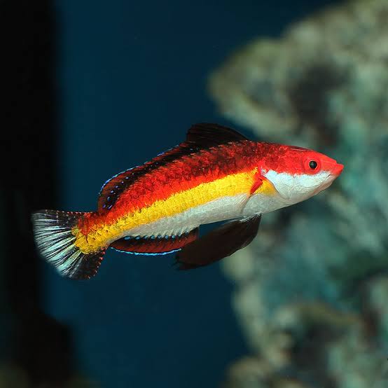 Naoko's Fairy Wrasses