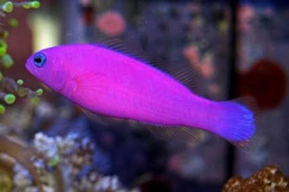 Exotic - Strawberry Basslet