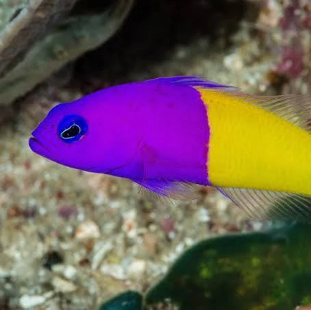Royal Dottyback