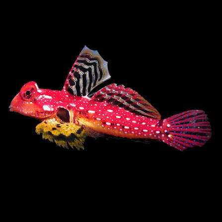Exotic - Ruby Red Var Dragonet Blenny
