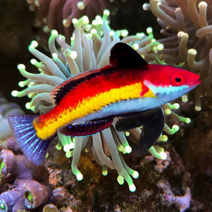 Naoko's Fairy Wrasses