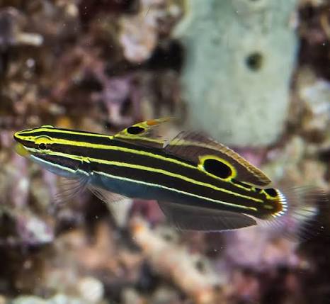 Hector's goby