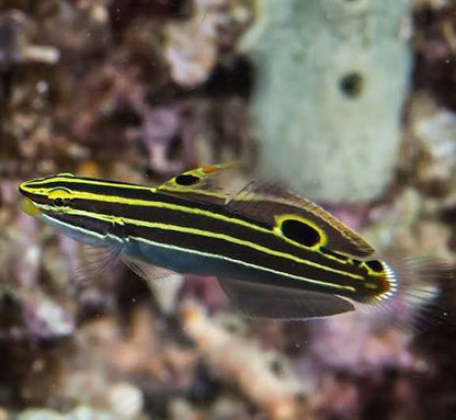 Hector's goby