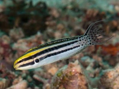 Grammistes Blenny