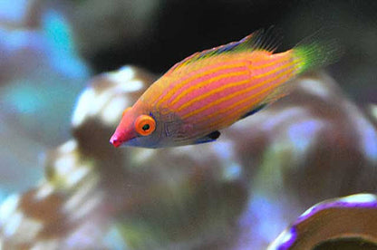 Pink Streaked Pygmy Wrasse (Reef Safe)