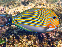 Clown Tang