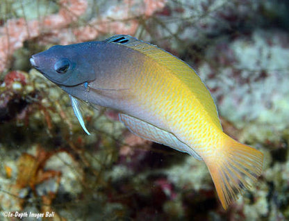Purpleheaded Wrasse (Rare)