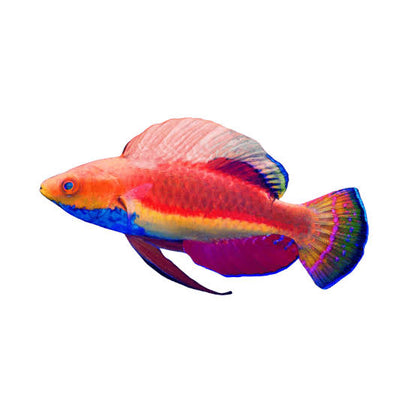 Exotic - Pintail Fairy Wrasse (Male)