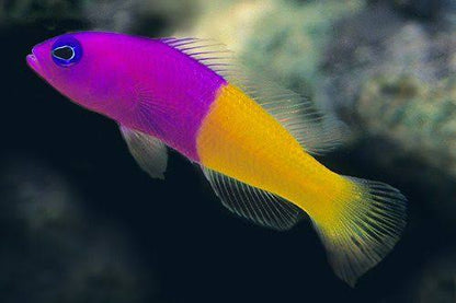 Royal Dottyback