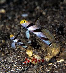 Yellow-nose Goby