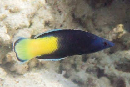 Bi-Colored Cleaner Wrasse