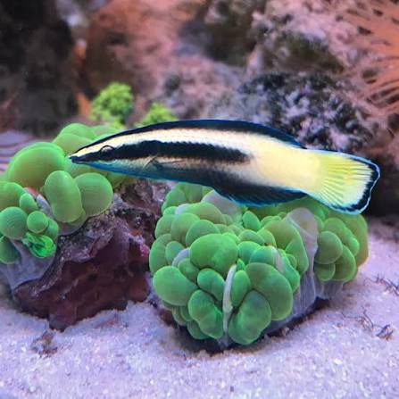 Bi-Colored Cleaner Wrasse
