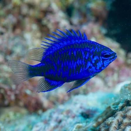 Springer's Blue Damsel