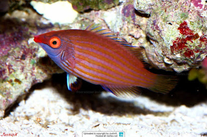Pink Streaked Pygmy Wrasse (Reef Safe)