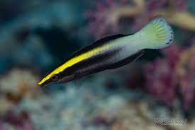 Bi-Colored Cleaner Wrasse