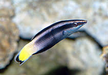 Bi-Colored Cleaner Wrasse
