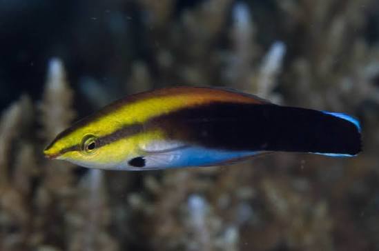False Bluestreak Wrasse