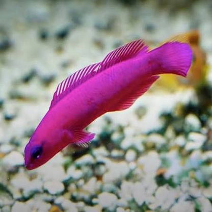 Exotic - Strawberry Basslet