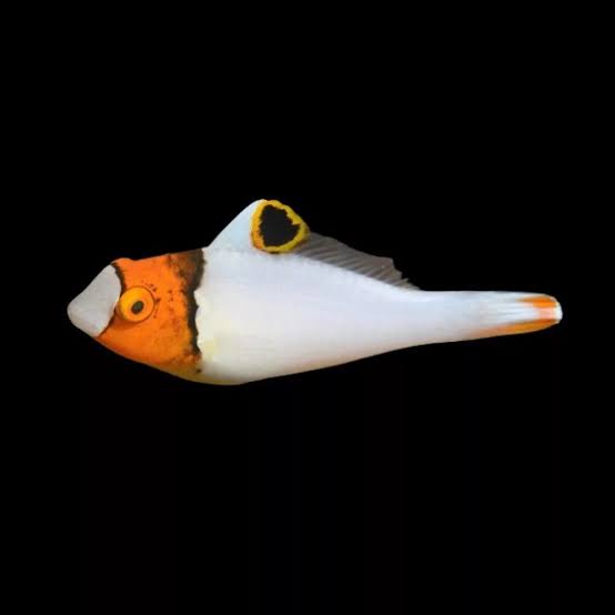 Bicolor Parrotfish