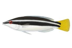 Yellow-Tailed Cleaner Wrasse