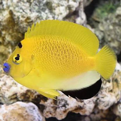 Three-spot Angelfish / Blue lipstick Anglefish