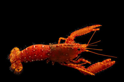 Hawaiian Red Hairy Reef Lobster