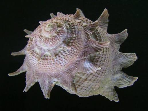 Hermit Crab Empty Shell (Only Shell)