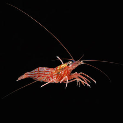 Peppermint Shrimp