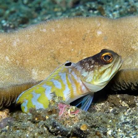 Bali Jawfish
