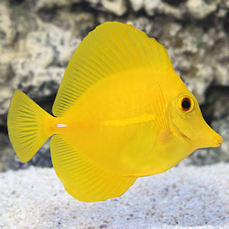 Exotic - Original Hawaiian Wild Yellow Tang