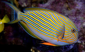 Clown Tang