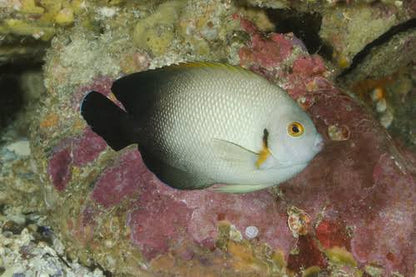 Pearlscale Angelfish