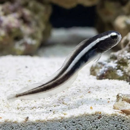 Exotic - Engineer goby (Juv)