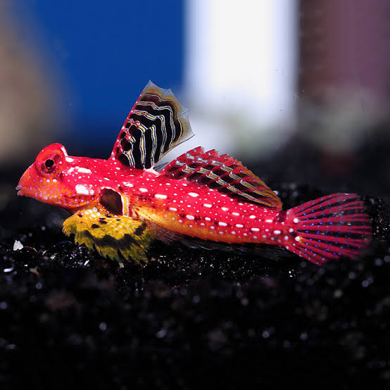 Exotic - Ruby Red Var Dragonet Blenny