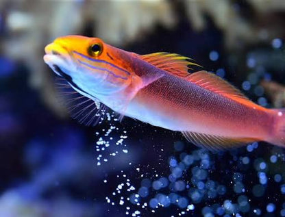 Exotic - Bella Rose Goby