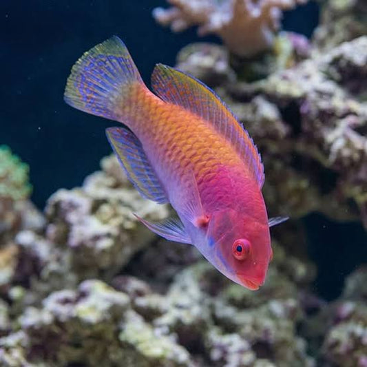 Blue-Sided Fairy Wrasse
