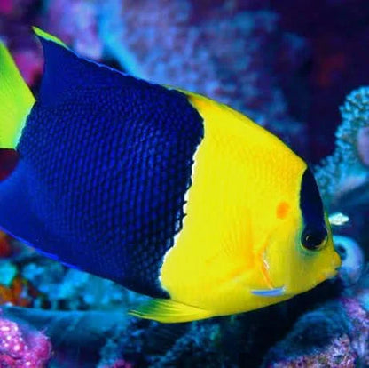 Bicolor Angelfish