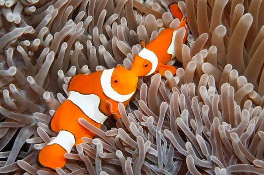 Wild Orange Ocellaris Clownfish - Pair