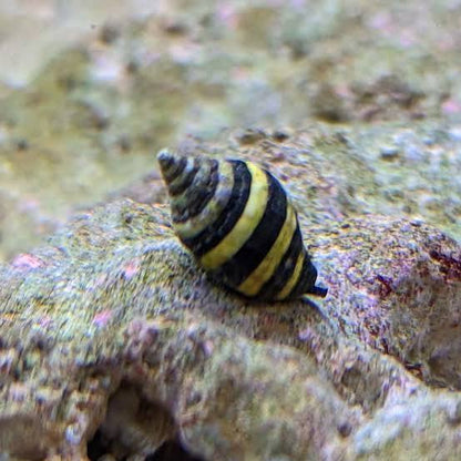 Bumblebee Snail