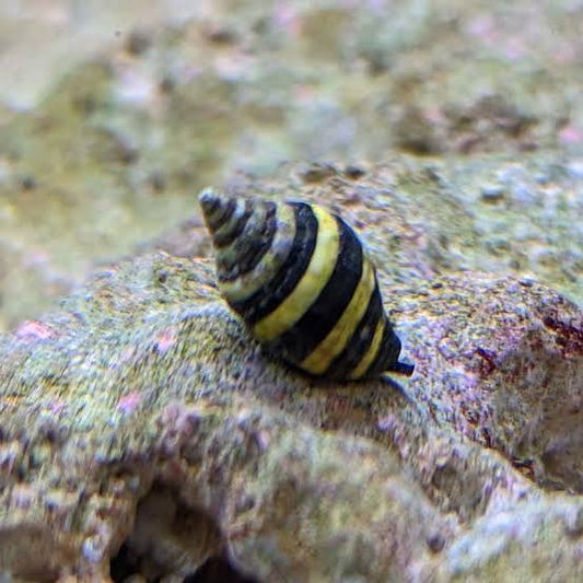 Bumblebee Snail